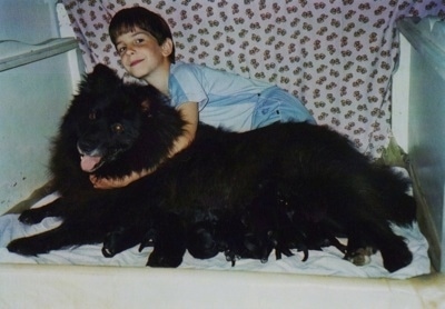 A black Giant German Spitz is laying down and nursing a litter of puppies. There is a boy behind the dog hugging it